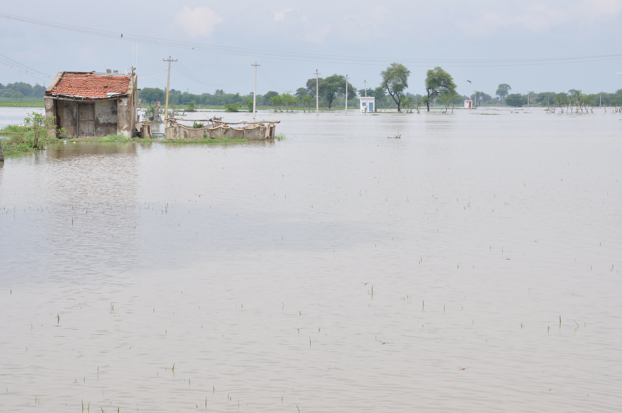 ಕೊಳ್ಳೇಗಾಲ : ಜಲಾವೃತಗೊಂಡ ಮಧುವನಹಳ್ಳಿ ಗ್ರಾಮದ ಸುತ್ತಮುತ್ತಲ ಜಮೀನುಗಳು