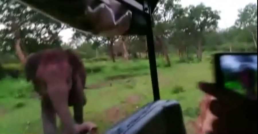 ಬಂಡೀಪುರ ಉದ್ಯಾನವನದಲ್ಲಿ ಸಫಾರಿ ವಾಹನಗಳ ಮೇಲೆ ಕಾಡಾನೆ ದಾಳಿ