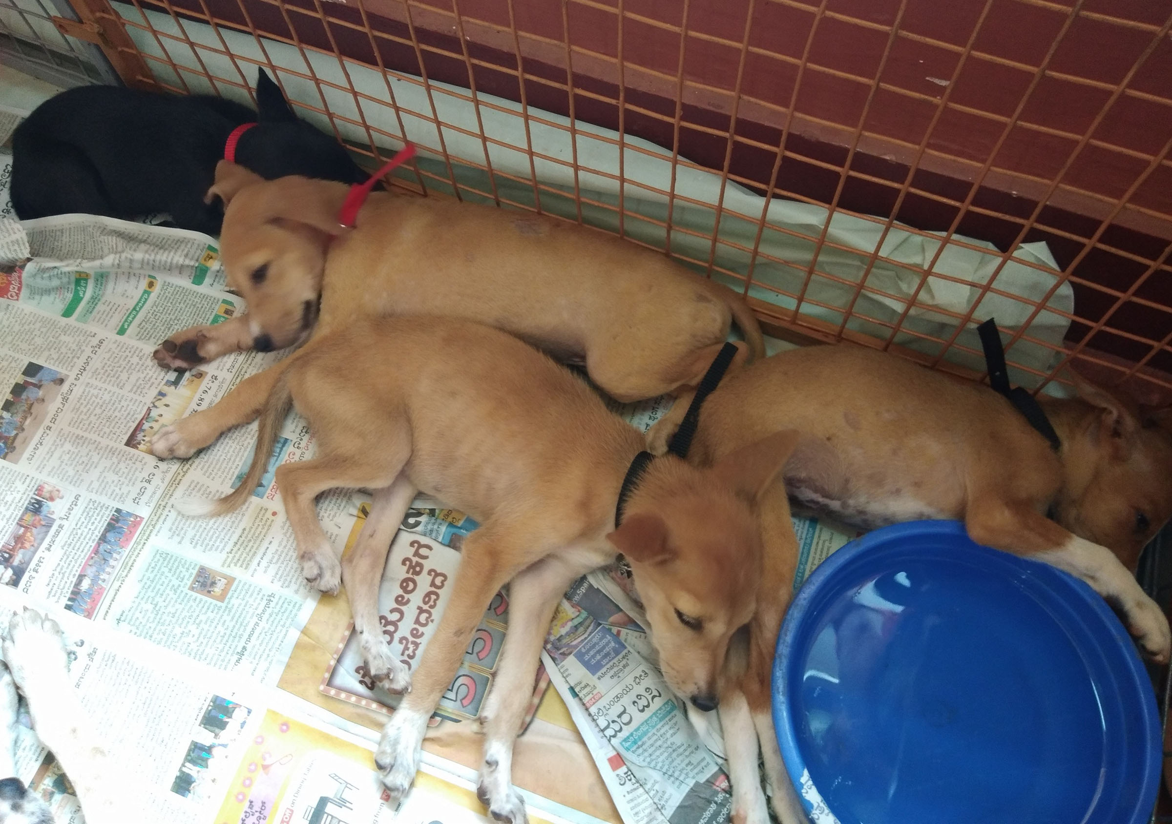 ಕಡಿಯಾಳಿ: ಬೀದಿನಾಯಿ ಮರಿಗಳ ದತ್ತು ಸ್ವೀಕಾರ