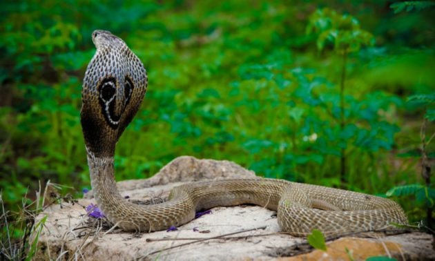 ಹಾವು ಕಚ್ಚಿ ಅನಾರೋಗ್ಯಪೀಡಿತ 5 ತಿಂಗಳ ಮಗು ಮೃತ್ಯು