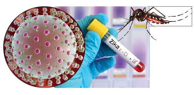 ಸುದ್ದಿ ಮಾಡುತ್ತಿದೆ!  ಝಿಕಾ ಜ್ವರ