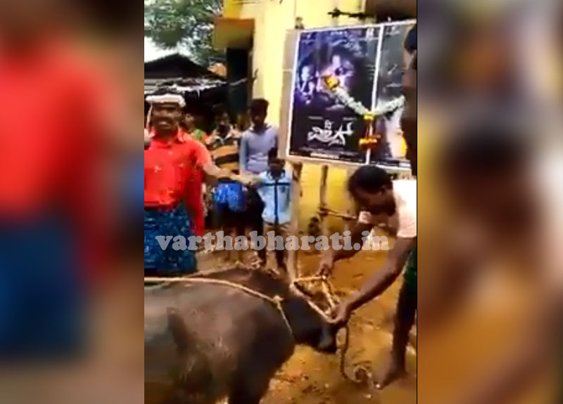 ದಿ ವಿಲನ್ ಸಿನೆಮಾಗಾಗಿ ಗೋಹತ್ಯೆ?