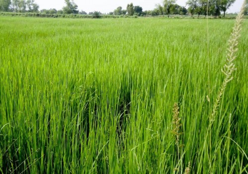 ಬರ, ನೀರಿನ ಕೊರತೆ: ಆಹಾರ ಉತ್ಪಾದನೆ ಮೇಲೆ ಪರಿಣಾಮ