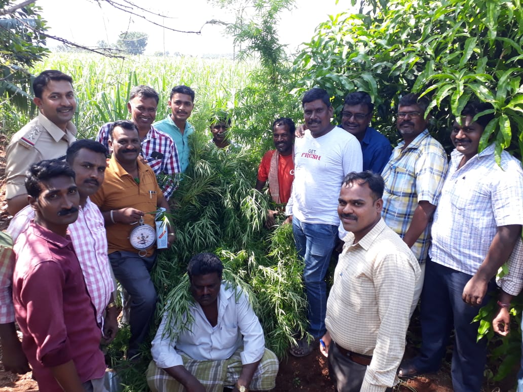 ಹನೂರು: ಜಮೀನಿನಲ್ಲಿ ಗಾಂಜಾ ಬೆಳೆದಿದ್ದ ಆರೋಪಿ ಬಂಧನ