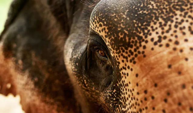 ಹುಲಿ ಬೇಟೆಯ ವೇಳೆ ಆನೆ ರಾದ್ಧಾಂತ: ಮಹಿಳೆ ಸಾವು