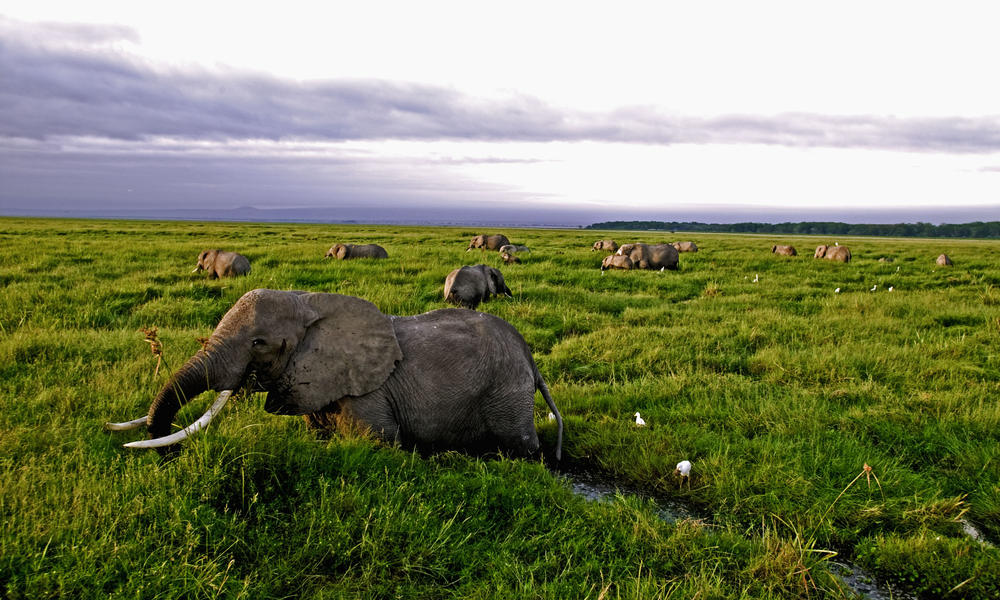 44 ವರ್ಷಗಳಲ್ಲಿ 60 ಶೇ. ವನ್ಯಜೀವಿಗಳ ನಾಶ: ಡಬ್ಲ್ಯುಡಬ್ಲ್ಯುಎಫ್ ಇಂಟರ್‌ನ್ಯಾಶನಲ್ ವರದಿ