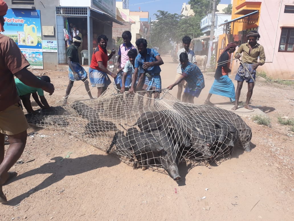 ದಾವಣಗೆರೆ ಮನಪಾದಿಂದ ಆಪರೇಶನ್ ವರಾಹ: 300ಕ್ಕೂ ಹೆಚ್ಚು ಹಂದಿಗಳ ಸ್ಥಳಾಂತರ