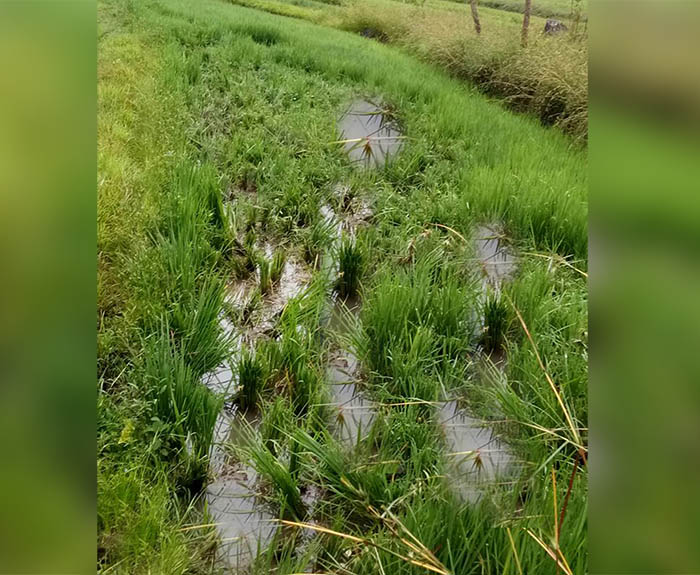 ಸುಂಟಿಕೊಪ್ಪ : ಗದ್ದೆಗೆ ಕಾಡಾನೆಗಳ ಹಿಂಡು ದಾಳಿ