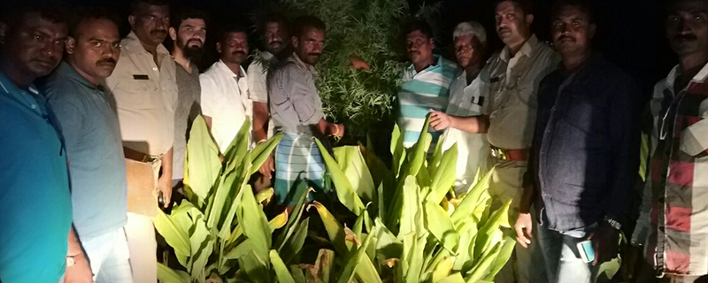 ಹನೂರು: ಜಮೀನಿನಲ್ಲಿ ಗಾಂಜಾ ಬೆಳೆದ ಆರೋಪಿಯ ಬಂಧನ