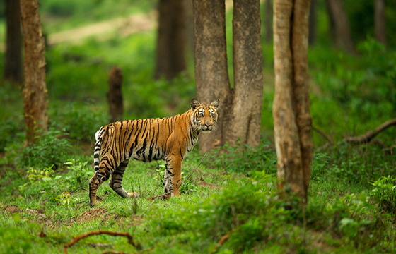ಬಂಡೀಪುರ ಅಭಯಾರಣ್ಯ: ರಾತ್ರಿ ಸಂಚಾರಕ್ಕೆ ಅವಕಾಶ ಕಲ್ಪಿಸದಂತೆ ಆಗ್ರಹಿಸಿ ಆನ್‌ಲೈನ್ ಅಭಿಯಾನ