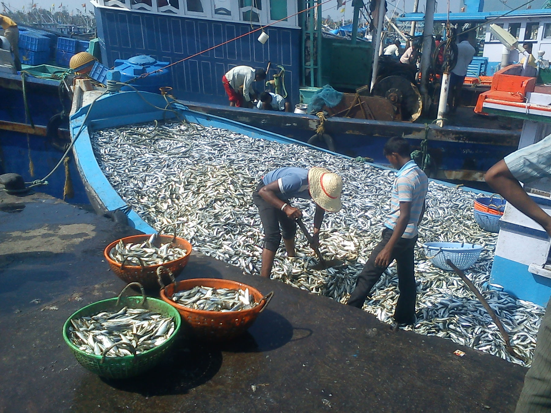14 ದಿನಗಳಿಂದ ಗೋವಾಕ್ಕೆ ತೆರಳದ ಕರ್ನಾಟಕ ಕರಾವಳಿ ಮೀನು