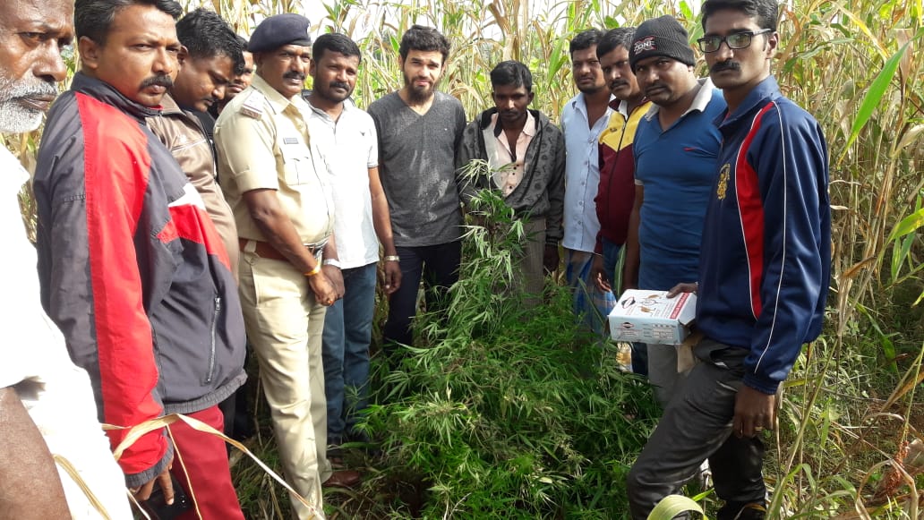 ಹನೂರು: ಜಮೀನಿನಲ್ಲಿ ಗಾಂಜಾ ಬೆಳೆದಿದ್ದ ವ್ಯಕ್ತಿಯ ಬಂಧನ