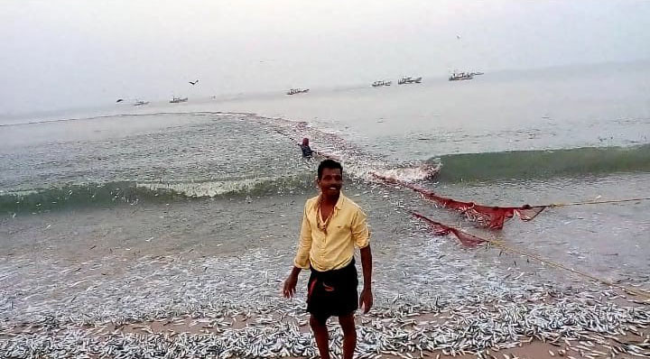 ಕೋಡಿ ಕಡಲ ಕಿನಾರೆಯಲ್ಲಿ ಬೂತಾಯಿ ಮೀನುಗಳ ಸುಗ್ಗಿ !