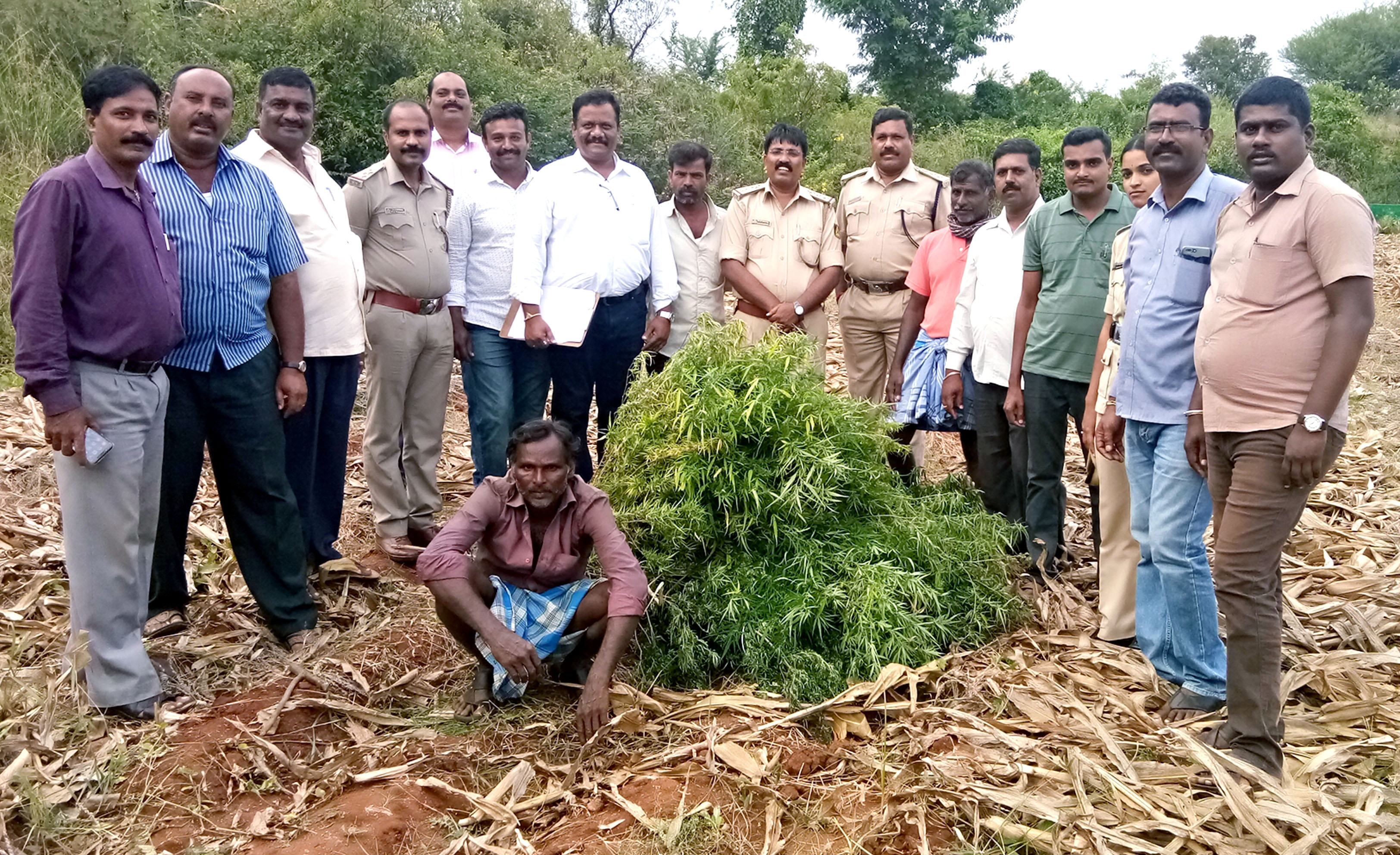 ಕೊಳ್ಳೇಗಾಲ: ಜಮೀನಿನಲ್ಲಿ ಗಾಂಜಾ ಬೆಳೆದ ಆರೋಪಿಯ ಬಂಧನ