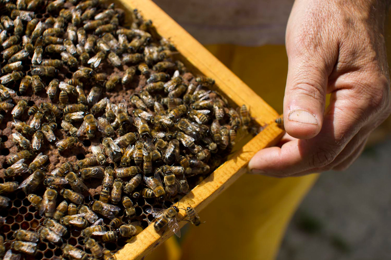 ಮಡಿಕೇರಿ: ಜೇನು ನೊಣಗಳಿಗೆ ಥಾಯಿ ಶ್ಯಾಕ್ ಬ್ರೂಡ್ ಕಾಯಿಲೆ; ನಿಯಂತ್ರಣ ಕ್ರಮಗಳಿಗೆ ಸಲಹೆ