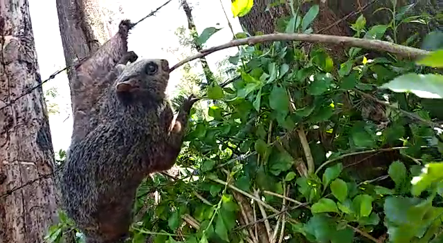 ಚಿಕ್ಕಮಗಳೂರು: ಅಳಿವಿನಂಚಿನ ಹಾರುವ ಬೆಕ್ಕು ರಕ್ಷಣೆ