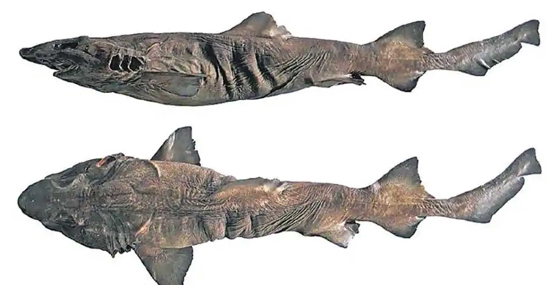 2011ರ ಬಳಿಕ ಭಾರತದಲ್ಲಿ ಮೊದಲ ಬಾರಿಗೆ ವಿಶೇಷ ಶಾರ್ಕ್ ಪತ್ತೆ