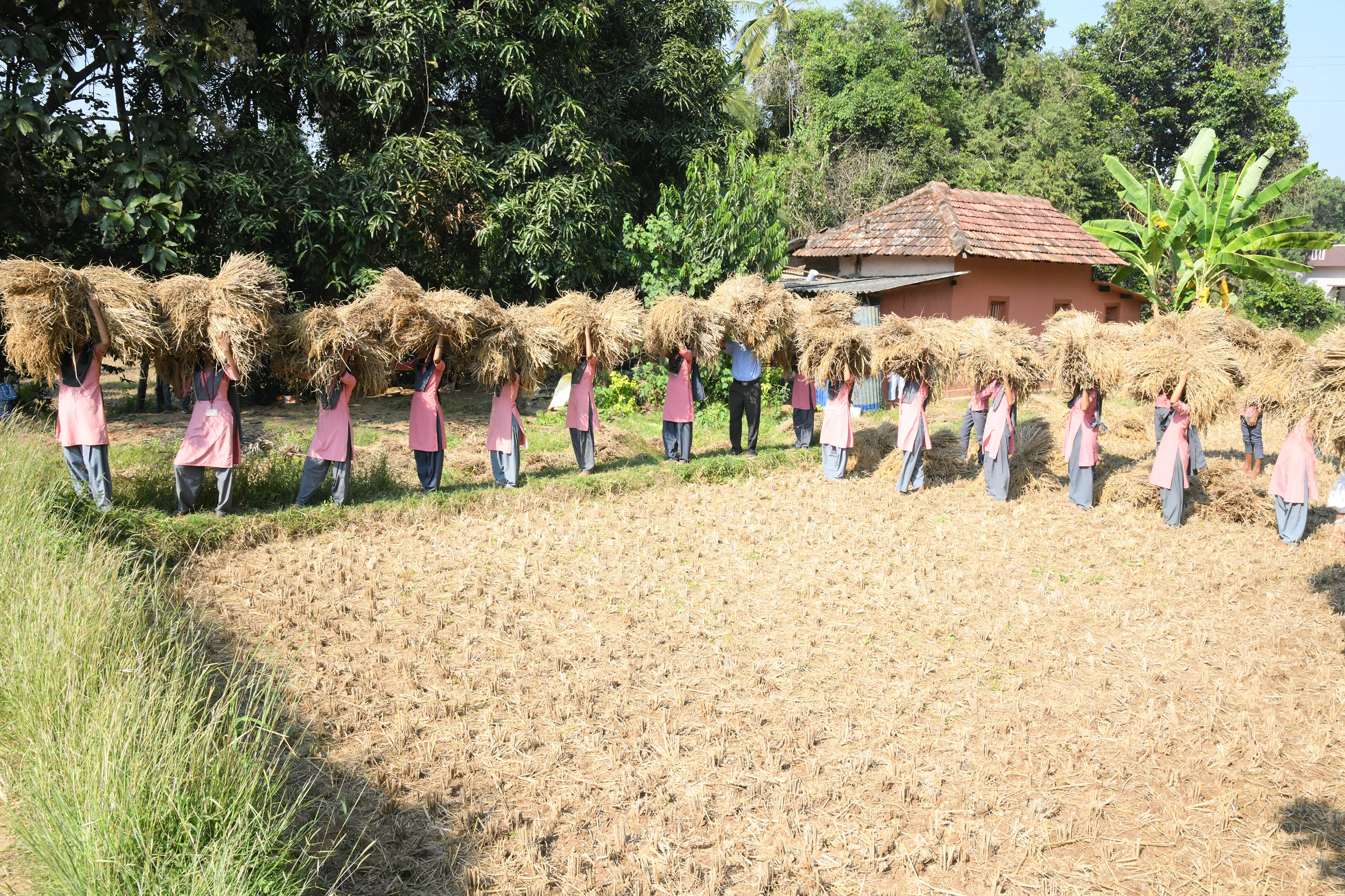 ಭತ್ತದ ಕಟಾವು ಮಾಡಿ ಸಂಭ್ರಮಿಸಿದ ವಿದ್ಯಾರ್ಥಿಗಳು