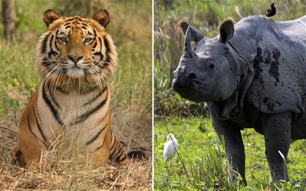 ಚೀನಾದ ಈ ನೀತಿಯಿಂದ ಭಾರತದ ಹುಲಿ, ಖಡ್ಗಮೃಗಗಳಿಗೆ ಕುತ್ತು!