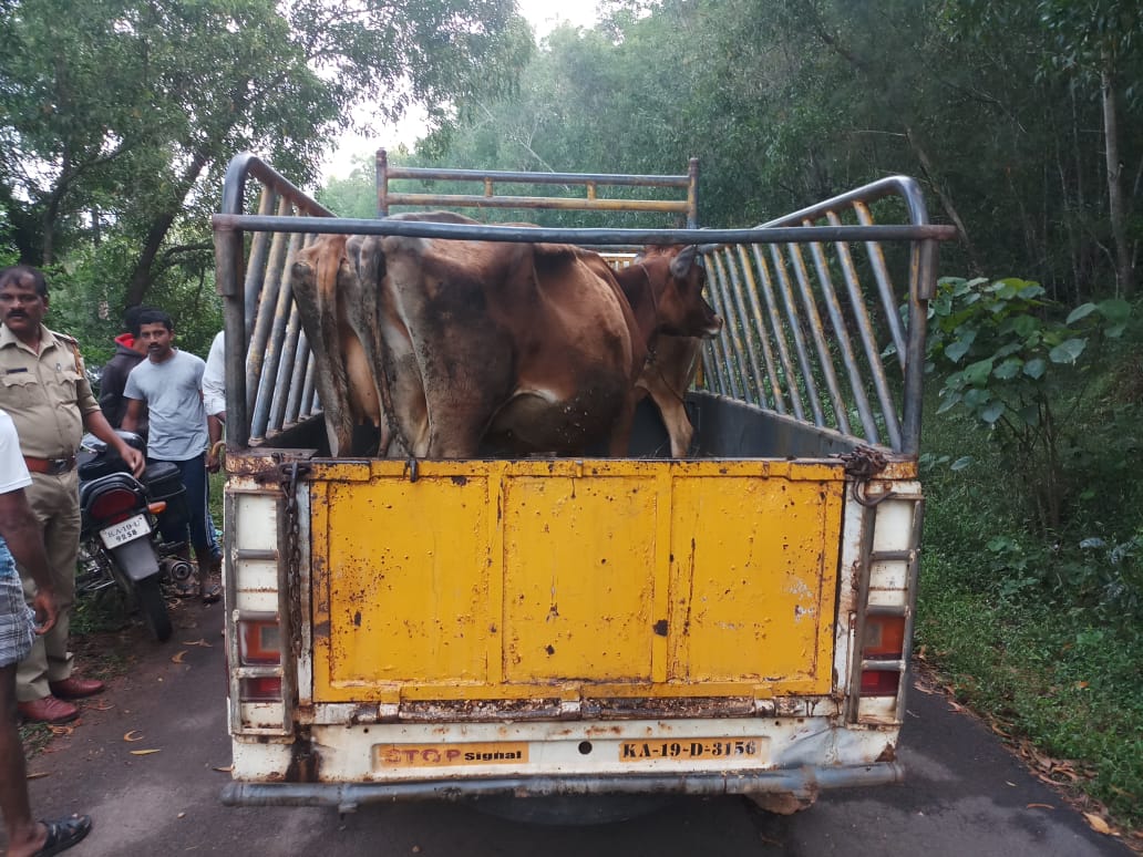 ಅಕ್ರಮ ದನ ಸಾಗಾಟ ಆರೋಪ: ವಾಹನ ಸಹಿತ ಓರ್ವ ಸೆರೆ