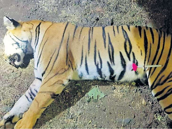 ಹುಲಿ ಅವನಿ ಹತ್ಯೆಯ ಬಗ್ಗೆ ಮೇನಕಾ ಗಾಂಧಿಗೆ ಮಾಹಿತಿಯಿಲ್ಲ: ಮಹಾರಾಷ್ಟ್ರ ಸಚಿವ