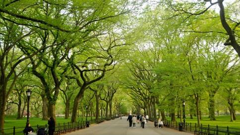 ಬೆಂಗಳೂರು: ಮರಗಳ ಮೇಲೆ ಹೆಸರು ಕೆತ್ತಿದರೆ 500 ದಂಡ