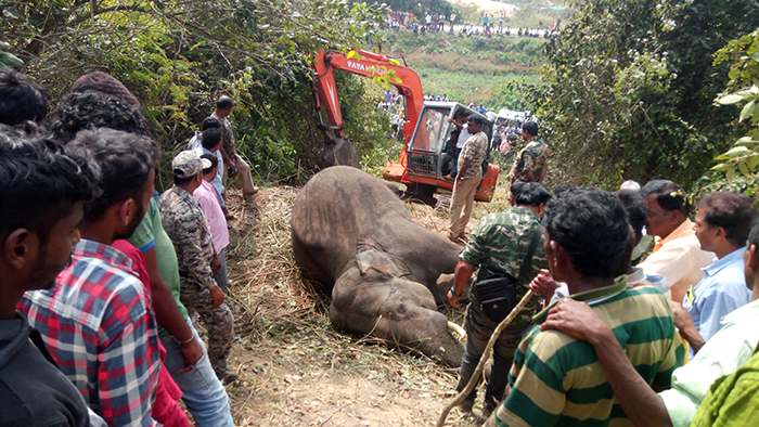 ಹಾಸನ: ರೈಲು ಢಿಕ್ಕಿ ಹೊಡೆದು ಕಾಡಾನೆ ಸಾವು