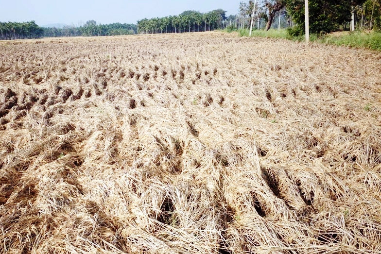 ಶಿವಮೊಗ್ಗ: 16 ಸಾವಿರ ಹೆಕ್ಟೇರ್ ಭತ್ತದ ಬೆಳೆ ಸಂಪೂರ್ಣ ನಾಶ; ನಷ್ಟ ಪರಿಹಾರಕ್ಕೆ ಒತ್ತಾಯ