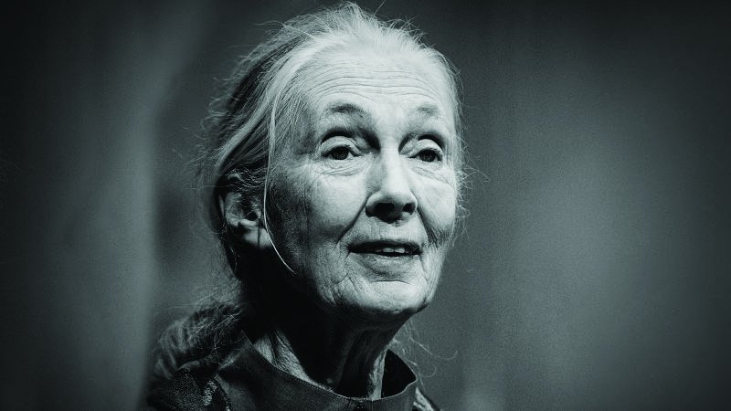 ಅಪರೂಪದ ಸಂಶೋಧಕಿ ಜೇನ್ ಗುಡಾಲ್