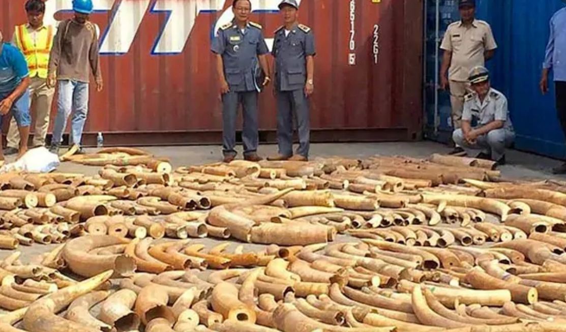 3.2 ಟನ್ ಆನೆದಂತ ವಶ