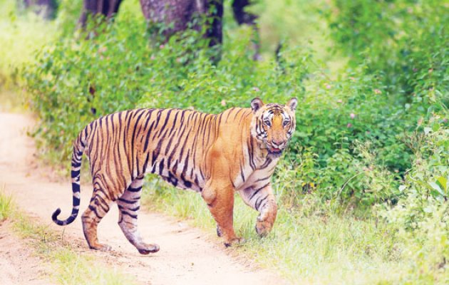 ಪ್ರಾಣಿಗಳ ಚಲನವಲನ ಪತ್ತೆಗೆ ಕ್ಯಾಮೆರಾ ಟ್ರಾಪ್