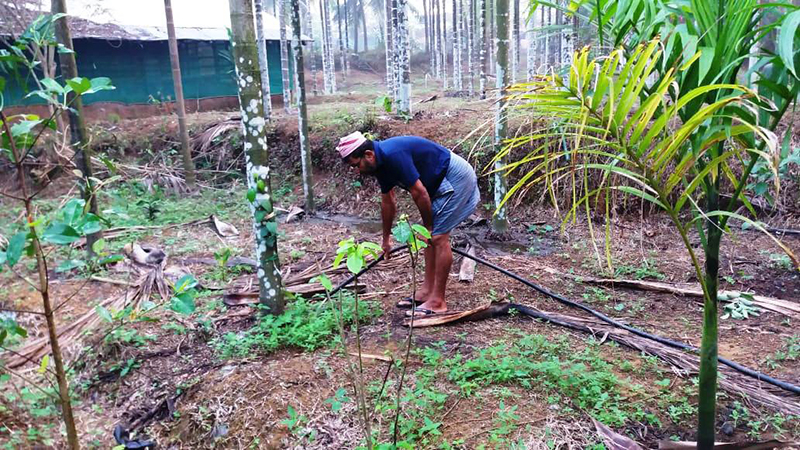 ಸಾವಯವ ಕೃಷಿಯಲ್ಲಿ ಗೆದ್ದ ಇದಿನಬ್ಬ