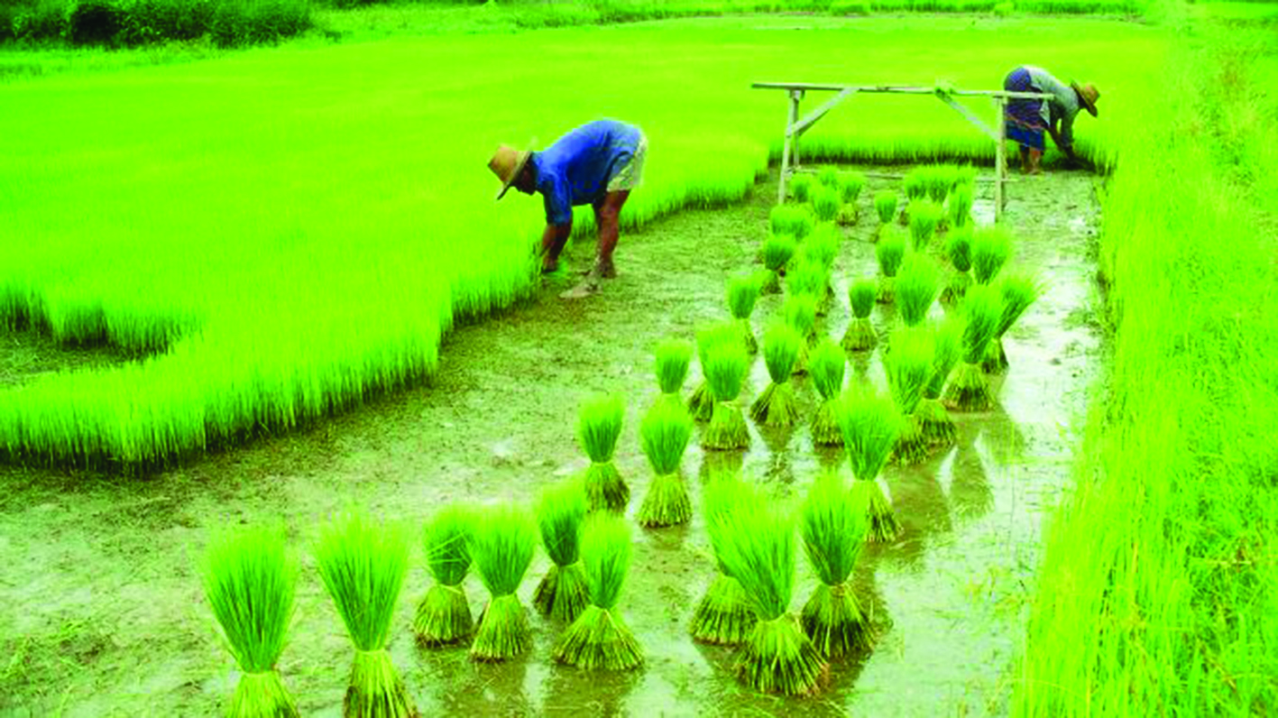 ಉದ್ಯೋಗ ಖಾತರಿ ಯೋಜನೆಯಲ್ಲಿ ಗದ್ದೆ ಕೃಷಿಗೆ ಅವಕಾಶ ನೀಡಲಿ: ಭತ್ತದ ಉತ್ಸಾಹಿ ರೈತ ಬಿಇ ಪದವೀಧರ ದೇವರಾವ್