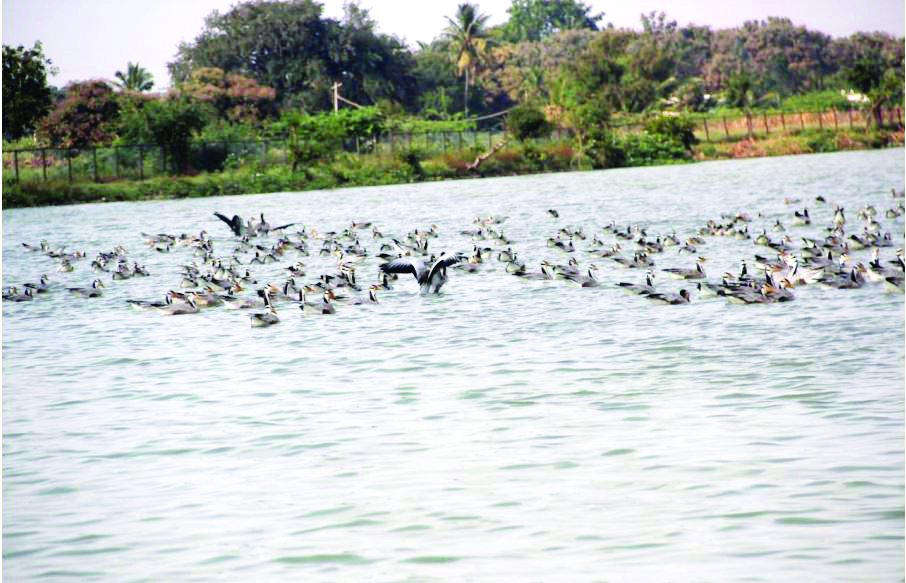 ಬಾನಾಡಿಗಳ ಸ್ವರ್ಗ ಮಾಗಡಿ ಕೆರೆ