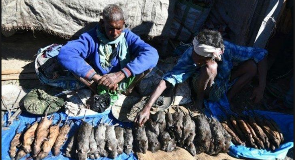 ಈ ಮಾರುಕಟ್ಟೆಯಲ್ಲಿ ಒಂದು ಕೆ.ಜಿ. ಇಲಿ ಮಾಂಸಕ್ಕೆ 200 ರೂ.!