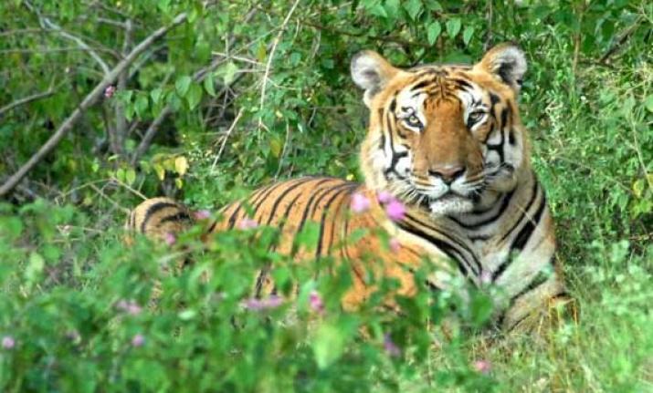 ದಿಬಾಂಗ್ ಹುಲಿ ಸಂರಕ್ಷಣಾ ಯೋಜನೆಗೆ: ಅರುಣಾಚಲ ಬುಡಕಟ್ಟು ಸಮುದಾಯದ ವಿರೋಧ