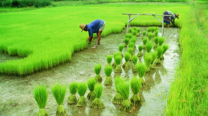 ರಾಜ್ಯಾದ್ಯಂತ 10 ಸಾವಿರ ಹೆಕ್ಟೇರ್‌ನಲ್ಲಿ ಇಸ್ರೇಲ್ ಮಾದರಿ ಬೇಸಾಯ ಅನುಷ್ಠಾನಕ್ಕೆ ಸಿದ್ಧತೆ
