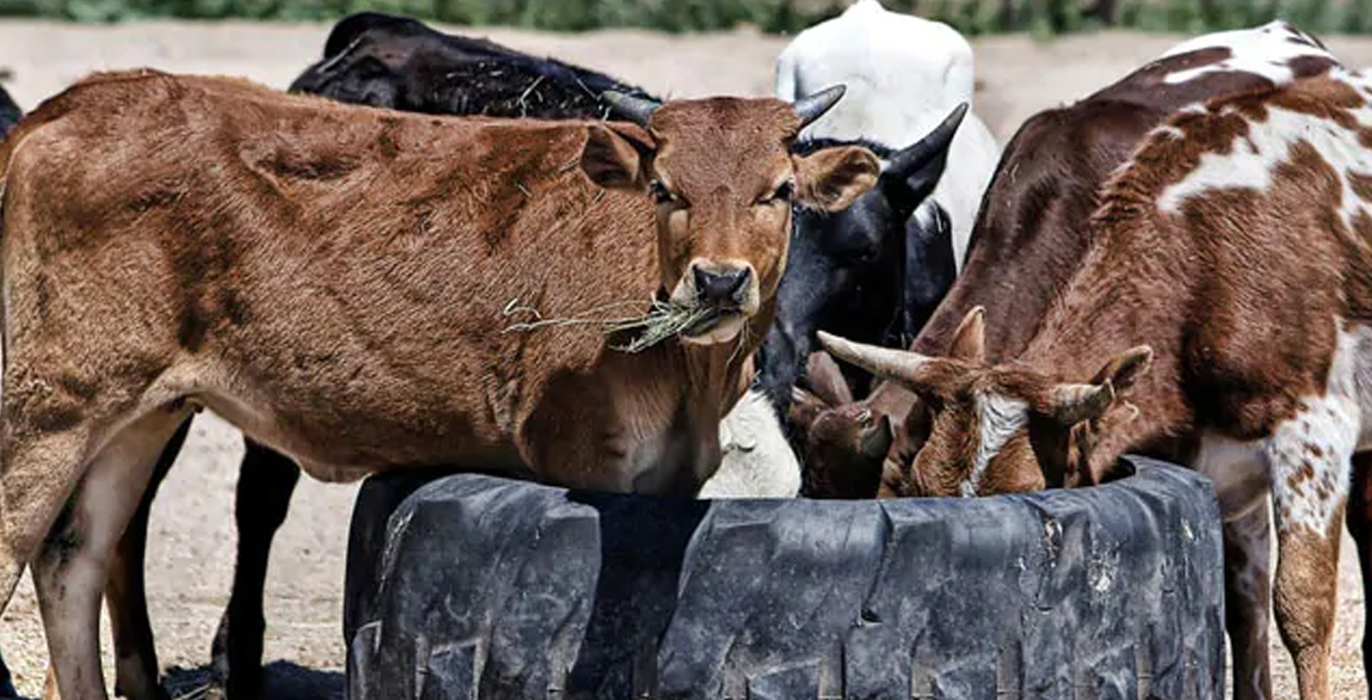 ಆಗ್ರಾದಲ್ಲೂ ಶಾಲೆ, ಆರೋಗ್ಯ ಕೇಂದ್ರದೊಳಗೆ ಜಾನುವಾರುಗಳು !