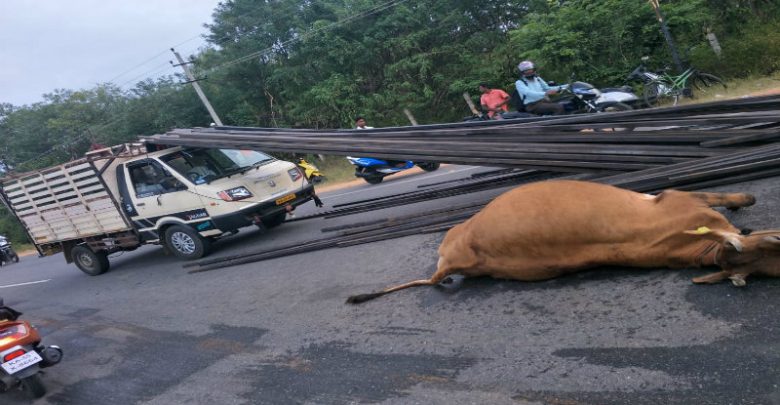ಮೈಸೂರು: ಕಬ್ಬಿಣ ತುಂಬಿದ್ದ ಗೂಡ್ಸ್ ಆಟೊ ಢಿಕ್ಕಿ; ಹಸು ಸಾವು