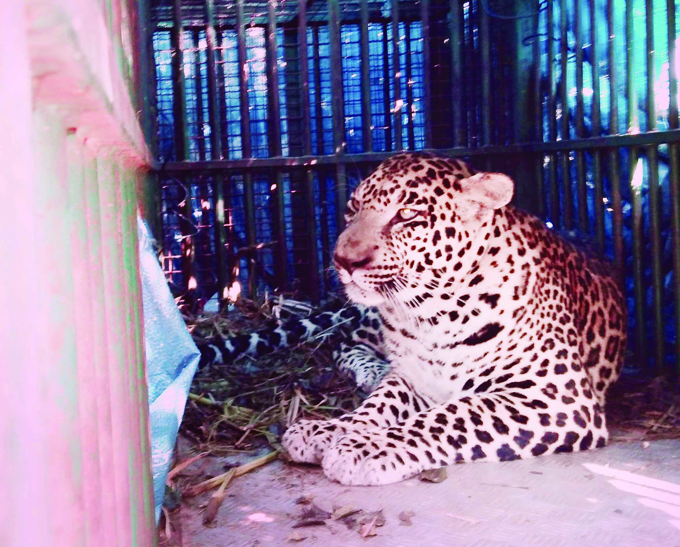 ನಂಜನಗೂಡು ಸಮೀಪದಲ್ಲಿ ಚಿರತೆ ಸೆರೆ