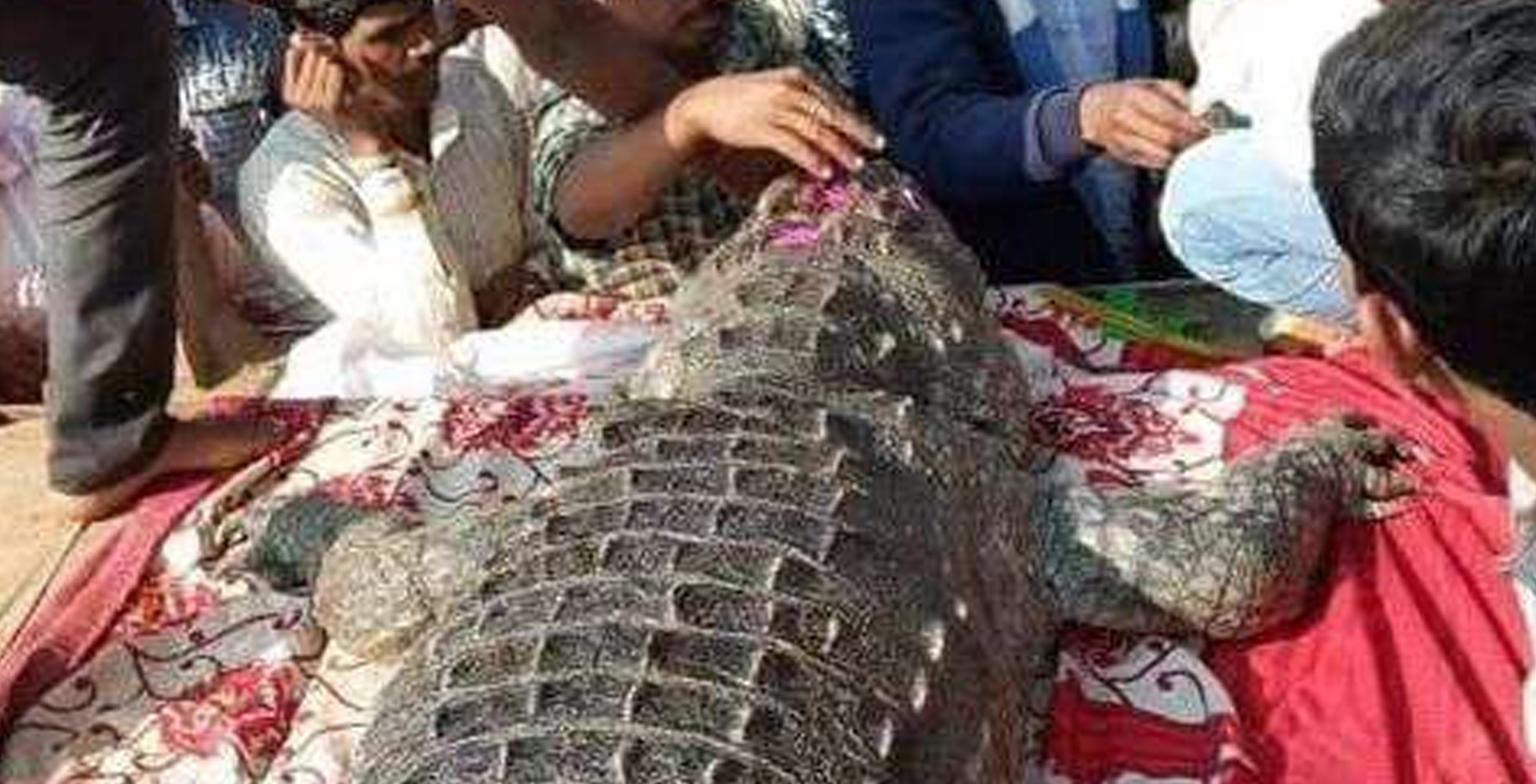 ಮೊಸಳೆಯ ಸಾವಿಗೆ ಕಂಬನಿ ಮಿಡಿದ ಗ್ರಾಮಸ್ಥರು !