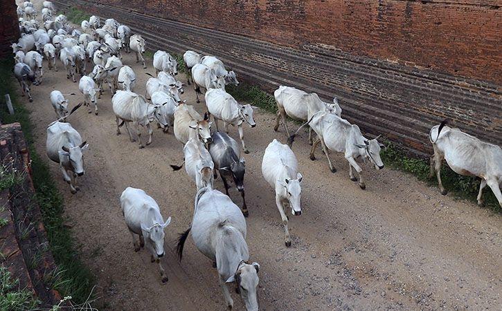 ಅಲೆಮಾರಿ ದನಗಳನ್ನು ದತ್ತುಪಡೆಯುವವರನ್ನು ಸನ್ಮಾನಿಸಲಿದೆ ಈ ಸರಕಾರ