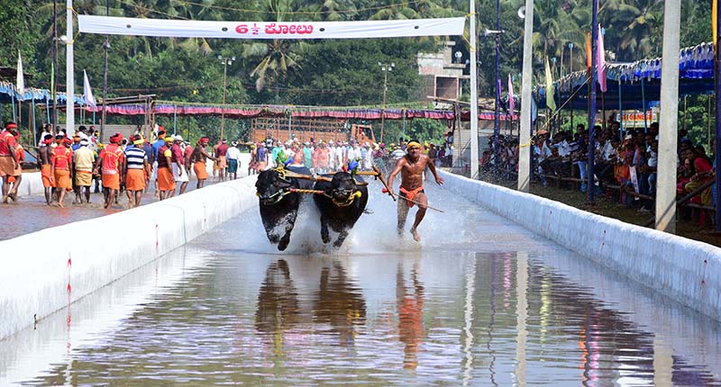 ಬಂಗ್ರಕೂಳೂರು ಗೋಲ್ಡ್‌ಫಿಂಚ್ ಸಿಟಿಯಲ್ಲಿ ಕಂಬಳ