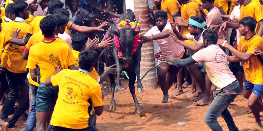 ಜಲ್ಲಿಕಟ್ಟು ಉತ್ಸವ: 49 ಜನರಿಗೆ ಗಾಯ
