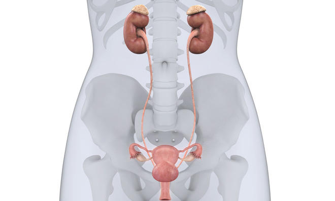 ಮೂತ್ರ ವಿಸರ್ಜನೆಯ ವೇಳೆ ನೋವೇ? ಇಲ್ಲಿವೆ ಕಾರಣಗಳು ಮೂತ್ರ ವಿಸರ್ಜನೆಯ ವೇಳೆ ನೋವೇ? ಇಲ್ಲಿವೆ ಕಾರಣಗಳು