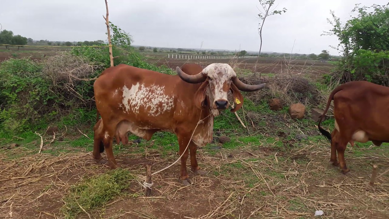 ಆಕಸ್ಮಿಕವಾಗಿ ಹಸುವನ್ನು ಕೊಂದ ರೈತನ ಕುಟುಂಬಕ್ಕೆ ಗ್ರಾಮದಿಂದ ಬಹಿಷ್ಕಾರ