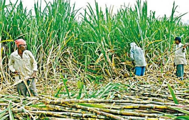 ಕಬ್ಬು ಬೆಳೆಗಾರರಿಗೆ ಸಕ್ಕರೆ ಕಾರ್ಖಾನೆಗಳಿಂದ 38.08 ಕೋಟಿ ರೂ.ಬಾಕಿ