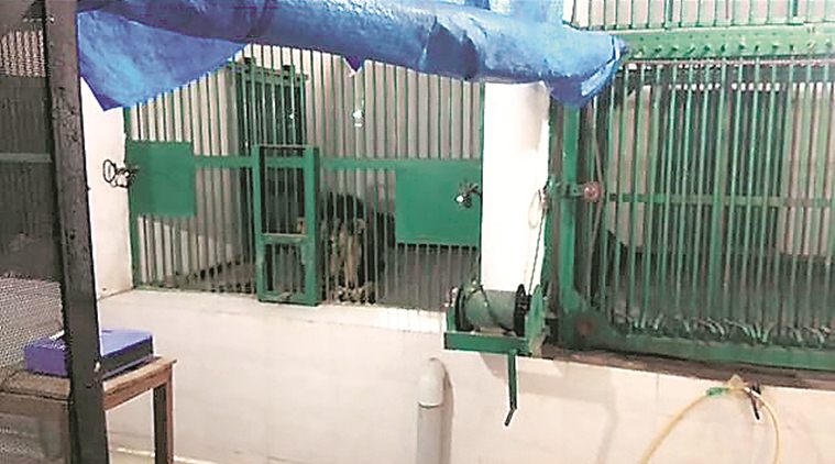 ಪಂಜಾಬ್: ಮೃಗಾಲಯದಲ್ಲಿ ಸಿಂಹಗಳಿಗೆ ವ್ಯಕ್ತಿ ಬಲಿ