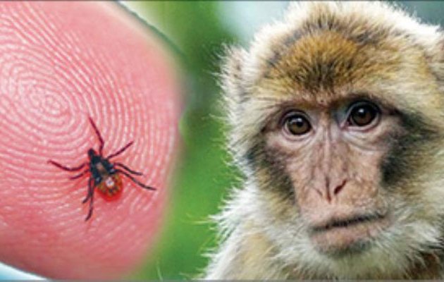 ‘ಮಂಗನ ಕಾಯಿಲೆ ವೈರಸ್ ಪತ್ತೆಯಾದಲ್ಲಿ ಲಸಿಕೆ ನೀಡಲು ಸಿದ್ಧತೆ’