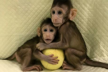 ಮಂಗನ ಕಾಯಿಲೆಯಿಂದ ಮೂವರ ಸಾವು ದೃಢ: ಶಿವಮೊಗ್ಗ ಸಿಇಓ ಶಿವರಾಮೇಗೌಡ